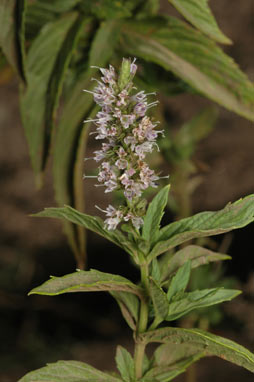 APII jpeg image of Mentha spicata  © contact APII