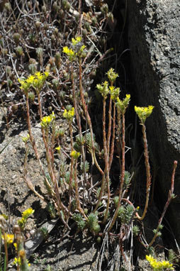 APII jpeg image of Sedum rupestre  © contact APII