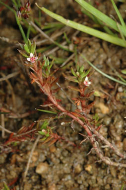 APII jpeg image of Crassula helmsii  © contact APII