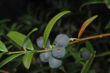 APII jpeg image of Santalum obtusifolium  © contact APII