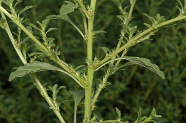 APII jpeg image of Amaranthus albus  © contact APII