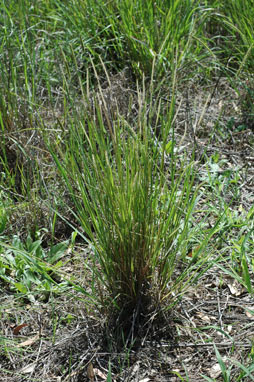 APII jpeg image of Setaria parviflora  © contact APII