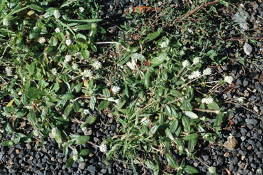 APII jpeg image of Gomphrena celosioides  © contact APII