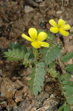 APII jpeg image of Tribulus micrococcus  © contact APII