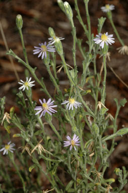 APII jpeg image of Vittadinia cuneata var. cuneata  © contact APII