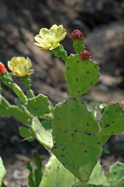 APII jpeg image of Opuntia puberula  © contact APII