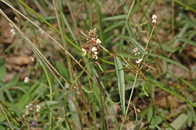 APII jpeg image of Desmodium varians  © contact APII