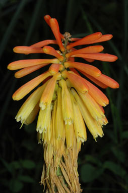 APII jpeg image of Kniphofia uvaria  © contact APII