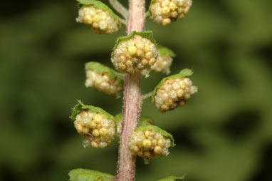 APII jpeg image of Ambrosia artemisiifolia  © contact APII