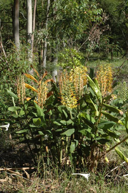 APII jpeg image of Hedychium gardnerianum  © contact APII