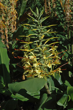 APII jpeg image of Hedychium gardnerianum  © contact APII