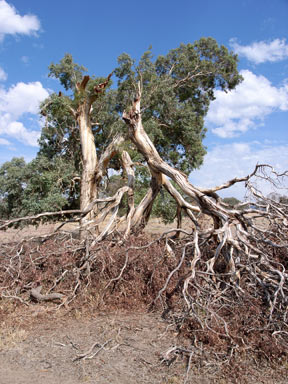 APII jpeg image of Eucalyptus blakelyi  © contact APII