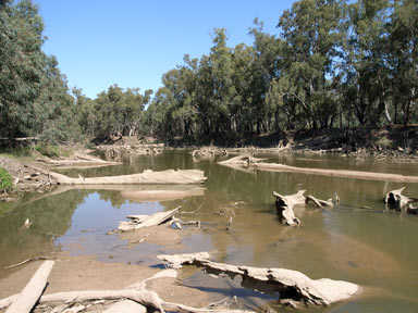 APII jpeg image of Eucalyptus camaldulensis  © contact APII