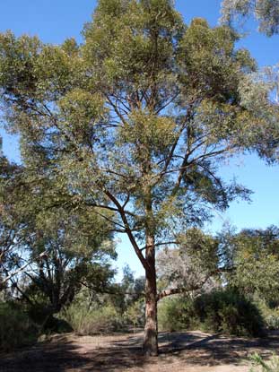 APII jpeg image of Eucalyptus eugenioides  © contact APII