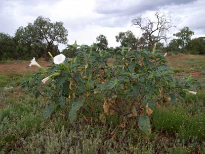 APII jpeg image of Datura inoxia  © contact APII