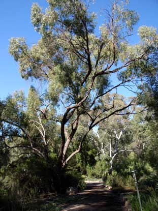 APII jpeg image of Eucalyptus viminalis subsp. pryoriana  © contact APII