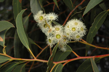 APII jpeg image of Eucalyptus racemosa subsp. racemosa  © contact APII