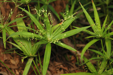 APII jpeg image of Cyperus albostriatus  © contact APII