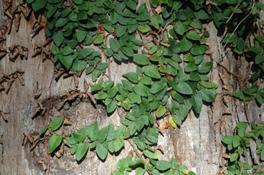 APII jpeg image of Ficus pumila  © contact APII