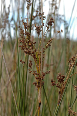 APII jpeg image of Juncus kraussii  © contact APII