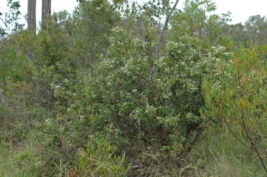 APII jpeg image of Olearia elliptica subsp. elliptica  © contact APII