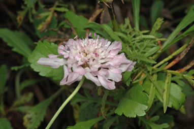 APII jpeg image of Scabiosa atropurpurea  © contact APII