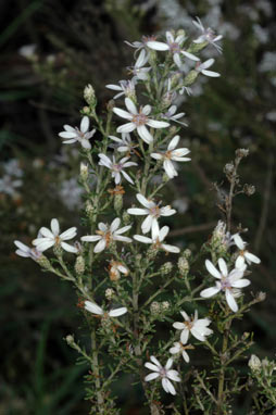 APII jpeg image of Olearia ramulosa  © contact APII