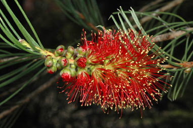 APII jpeg image of Callistemon teretifolius  © contact APII