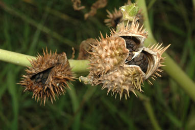 APII jpeg image of Datura stramonium  © contact APII