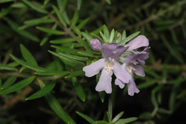 APII jpeg image of Prostanthera scutellarioides  © contact APII