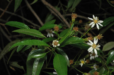 APII jpeg image of Olearia elliptica subsp. elliptica  © contact APII