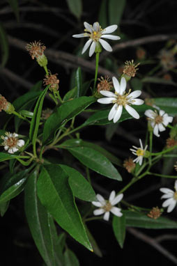 APII jpeg image of Olearia elliptica subsp. elliptica  © contact APII