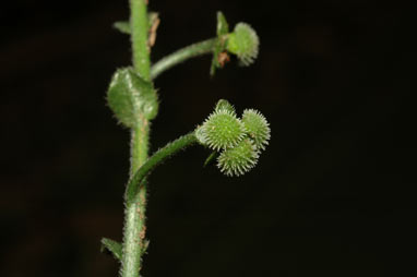 APII jpeg image of Cynoglossum suaveolens  © contact APII