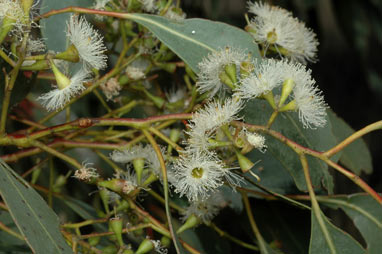 APII jpeg image of Eucalyptus microcarpa  © contact APII