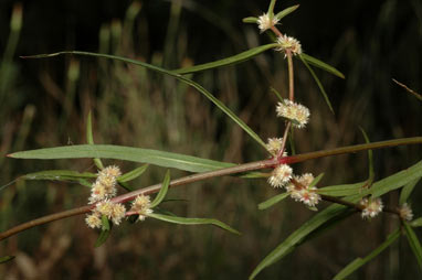 APII jpeg image of Alternanthera denticulata  © contact APII