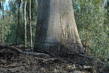 APII jpeg image of Eucalyptus camaldulensis  © contact APII