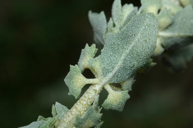 APII jpeg image of Atriplex pseudocampanulata  © contact APII