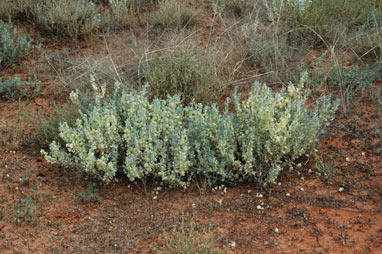 APII jpeg image of Atriplex lindleyi subsp. lindleyi  © contact APII