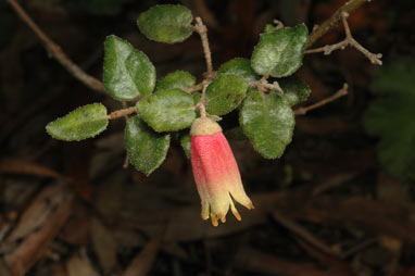 APII jpeg image of Correa reflexa var. scabridula  © contact APII