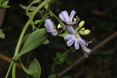 APII jpeg image of Scaevola crassifolia  © contact APII