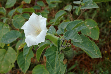 APII jpeg image of Datura inoxia  © contact APII