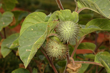 APII jpeg image of Datura inoxia  © contact APII