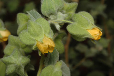 APII jpeg image of Abutilon otocarpum  © contact APII