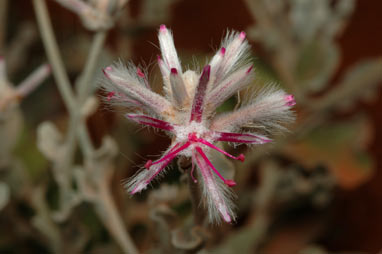 APII jpeg image of Ptilotus sessilifolius  © contact APII