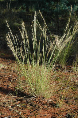 APII jpeg image of Aristida jerichoensis var. subspinulifera  © contact APII