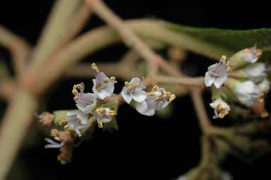 APII jpeg image of Callicarpa longifolia  © contact APII