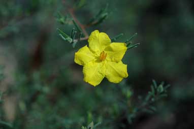 APII jpeg image of Hibbertia sericea  © contact APII