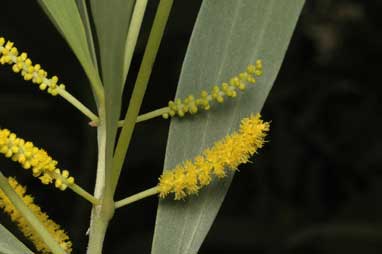 APII jpeg image of Acacia colei  © contact APII