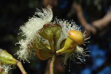 APII jpeg image of Corymbia watsoniana  © contact APII