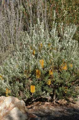 APII jpeg image of Banksia spinulosa  © contact APII